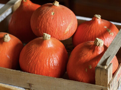 POTIMARRON LOCAL CHAMPAGNÉ FRANCE CAT.1 LA PIÈCE 