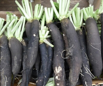 RADIS NOIR LOCAL CHARENTE-MARITIME FRANCE CAT.1 LA PIÈCE 