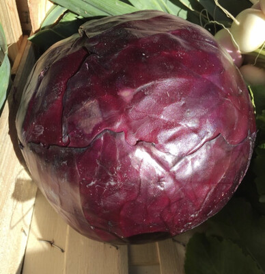 CHOU ROUGE LOCAL VENDÉE FRANCE CAT.1 LA PIÈCE 