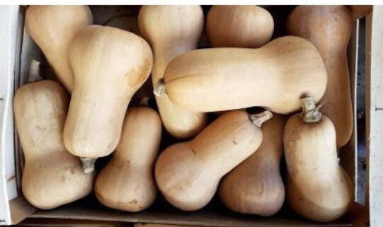 BUTTERNUT LOCAL VENDÉE FRANCE CAT.1 LA PIÈCE 