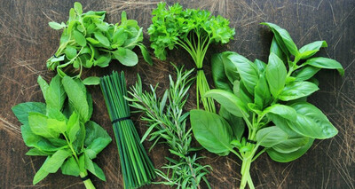 HERBES AROMATIQUES À CHOISIR