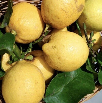 CITRON BIO ESPAGNE CAT.1 LE LOT DE 3