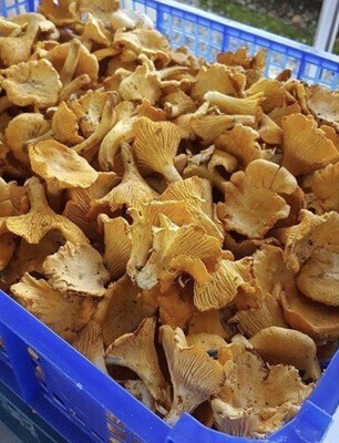 GIROLLES FRANCE CAT.1 LES 500GRS