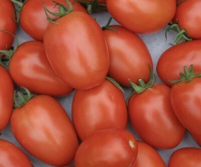 TOMATE TORINO FRANCE CAT.1 LES 500G