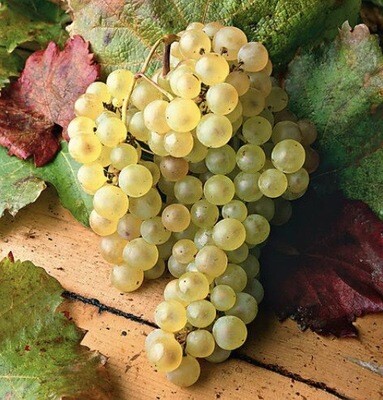 RAISIN CHASSELAS DE MOISSAC AOP FRANCE CAT.1 LES 500G