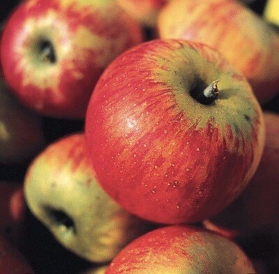 POMME REINE DES REINETTES LOCAL CHARENTE-MARITIME FRANCE CAT.1 LE KG