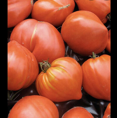 TOMATE CŒUR DE BŒUF FRANCE CAT.1 LES 500 GRS