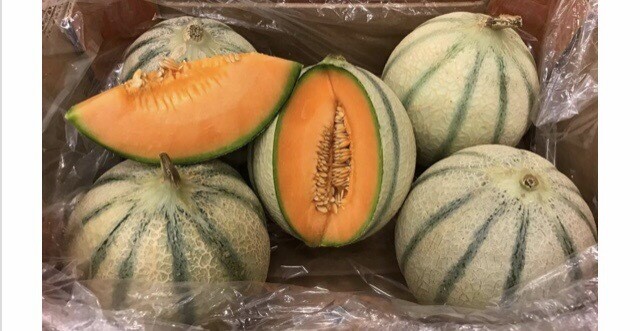 MELON CHARENTAIS FRANCE VENDÉE VIX CAT.I LA PIÈCE