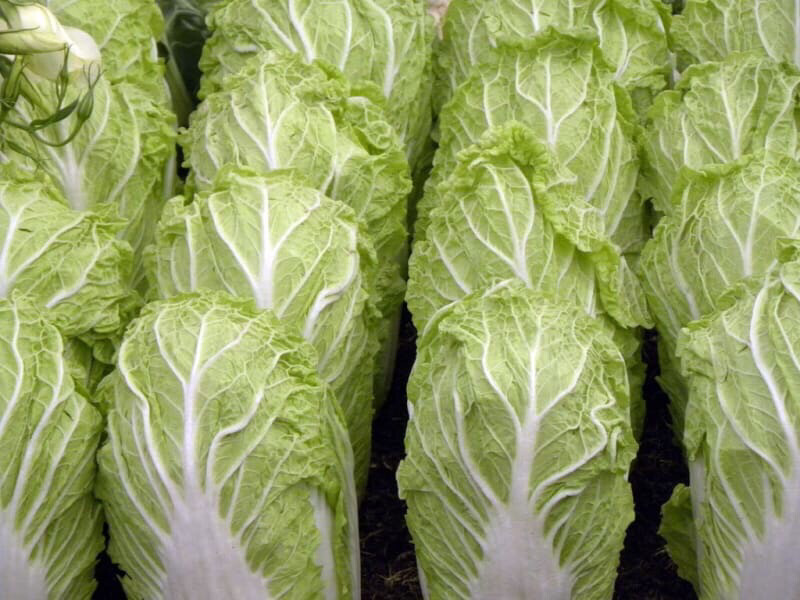 CHOU CHINOIS FRANCE CAT.1 LA PIÈCE