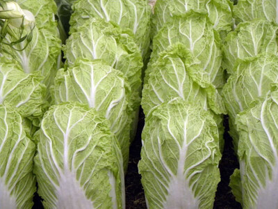 CHOU CHINOIS FRANCE CAT.1 LA PIÈCE