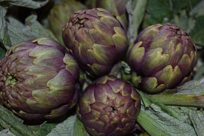 ARTICHAUT BOUQUET CAT.1 FRANCE LA PIÈCE