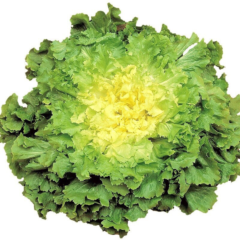 SALADE SCAROLE FRANCE CAT.1 LA PIÈCE