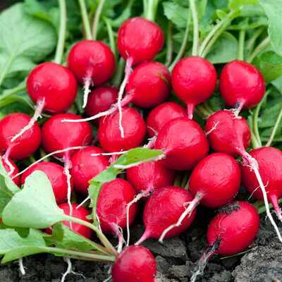 RADIS ROUGE FRANCE CAT.1 LA BOTTE