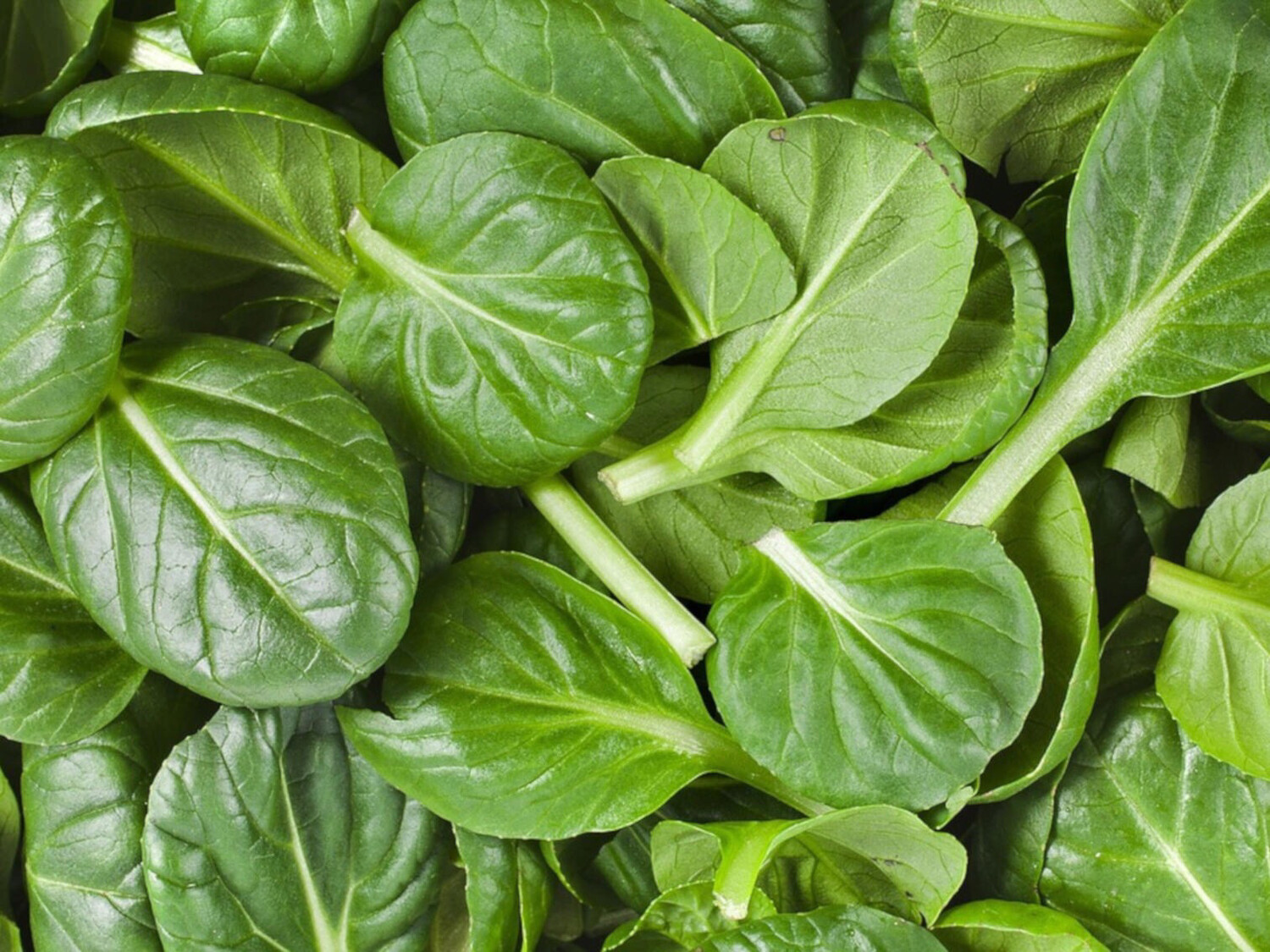 JEUNES POUSSES D’ÉPINARD FRANCE CAT.1 LES 100G