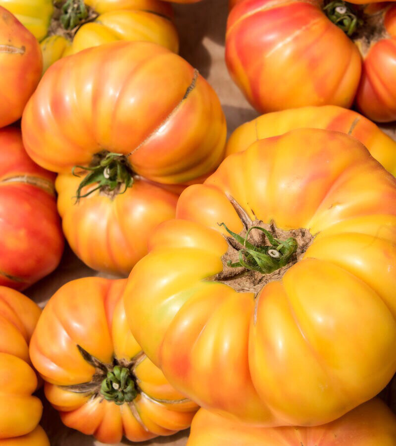 TOMATE ANCIENNE ANANAS FRANCE CAT.1 LES 500G