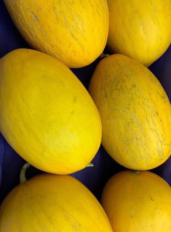 MELON JAUNE ESPAGNE CAT.1 LA PIÈCE