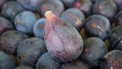 FIGUE FRAÎCHE FRANCE CAT.1 LES 500G