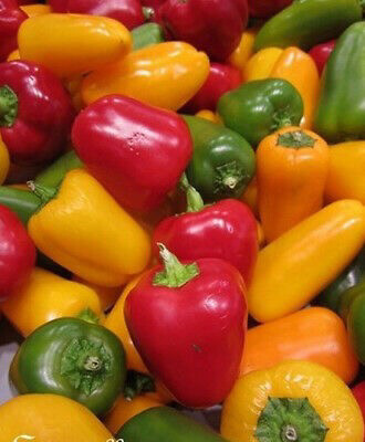 MINI POIVRONS FRANCE CAT.1 LES 250G