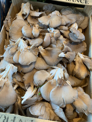 PLEUROTE FRANCE CAT.1 LES 250G