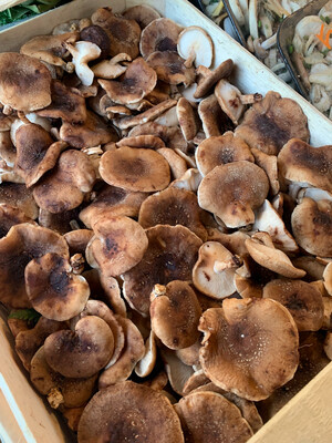 SHITAKE FRANCE CAT.1 LES 250G