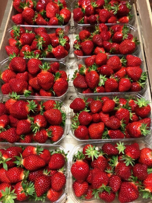FRAISE CLÉRY FRANCE CAT.1 LA BARQUETTE DE 500G