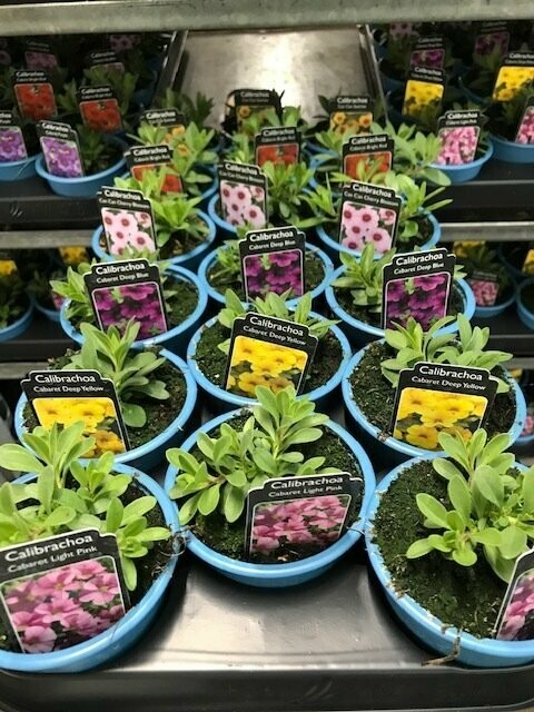 Million Bells Bedding Plants - 18 tray