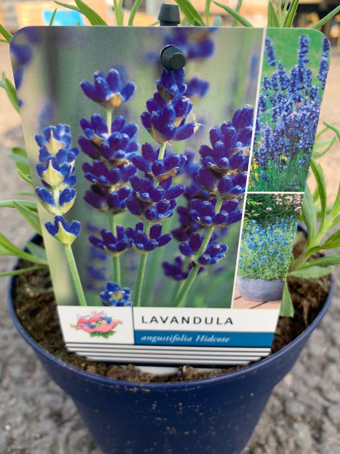 Lavender English Hidcote (2 Ltr)