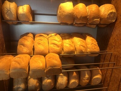 Wit brood