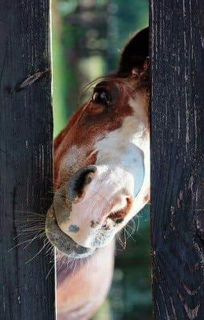 Privé les eigen paard/pony, lid 45 minuten