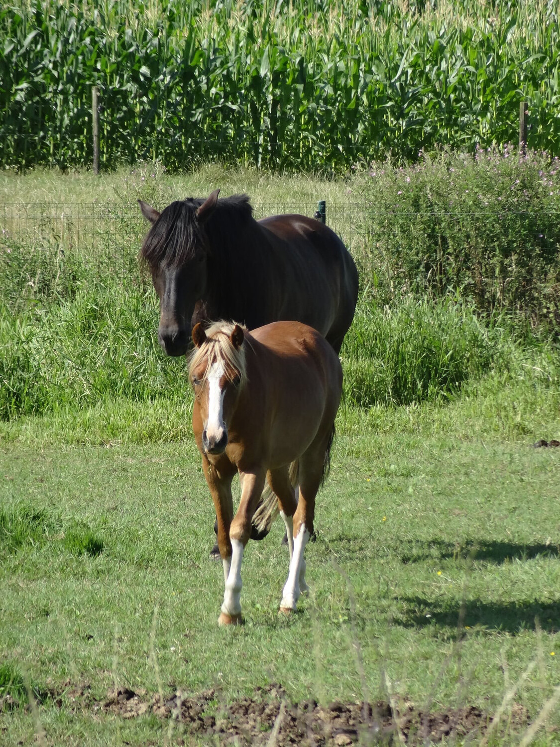 Privé les paard/pony Miemerto, 45 minuten