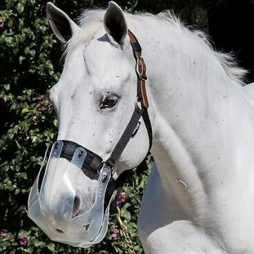 Flexible Filly Grazing Muzzle