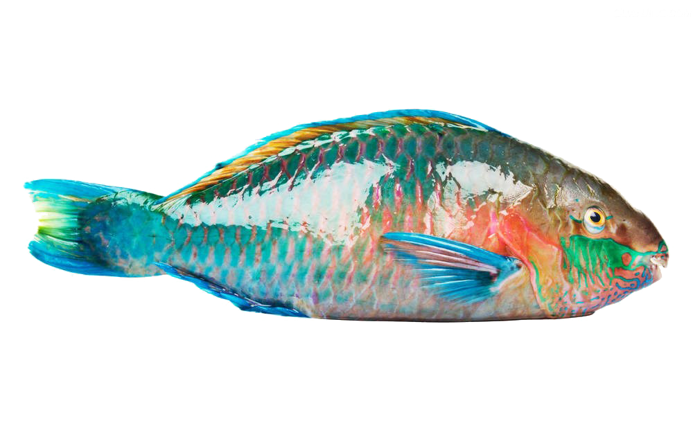 Parrot Fish ( Ulavi )