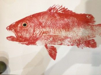 A1 Red Mangrove Jack