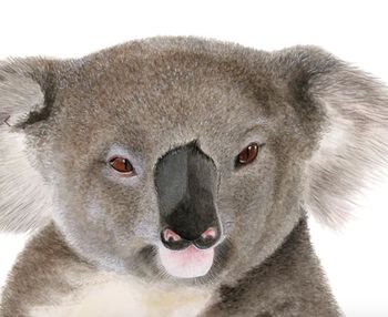 Kev the Koala Print A4