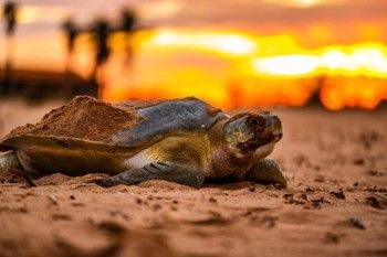 Francis Jadzinski / Flatback Turtle - Photography print on acrylic