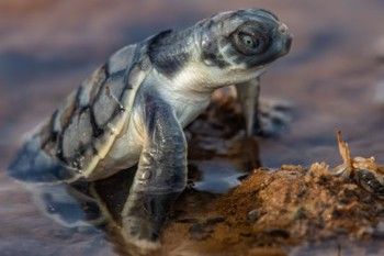 Francis Jadzinski / Blue Eyed Hatchling - Photography print on acrylic