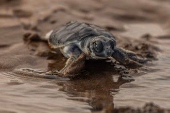 Francis Jadzinski / Flatback Turtle Hatchling - Acrylic Print