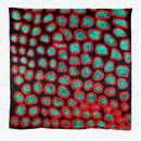 One of twelve KAMPAGEE SCARF BY MRS M BARAGURRA