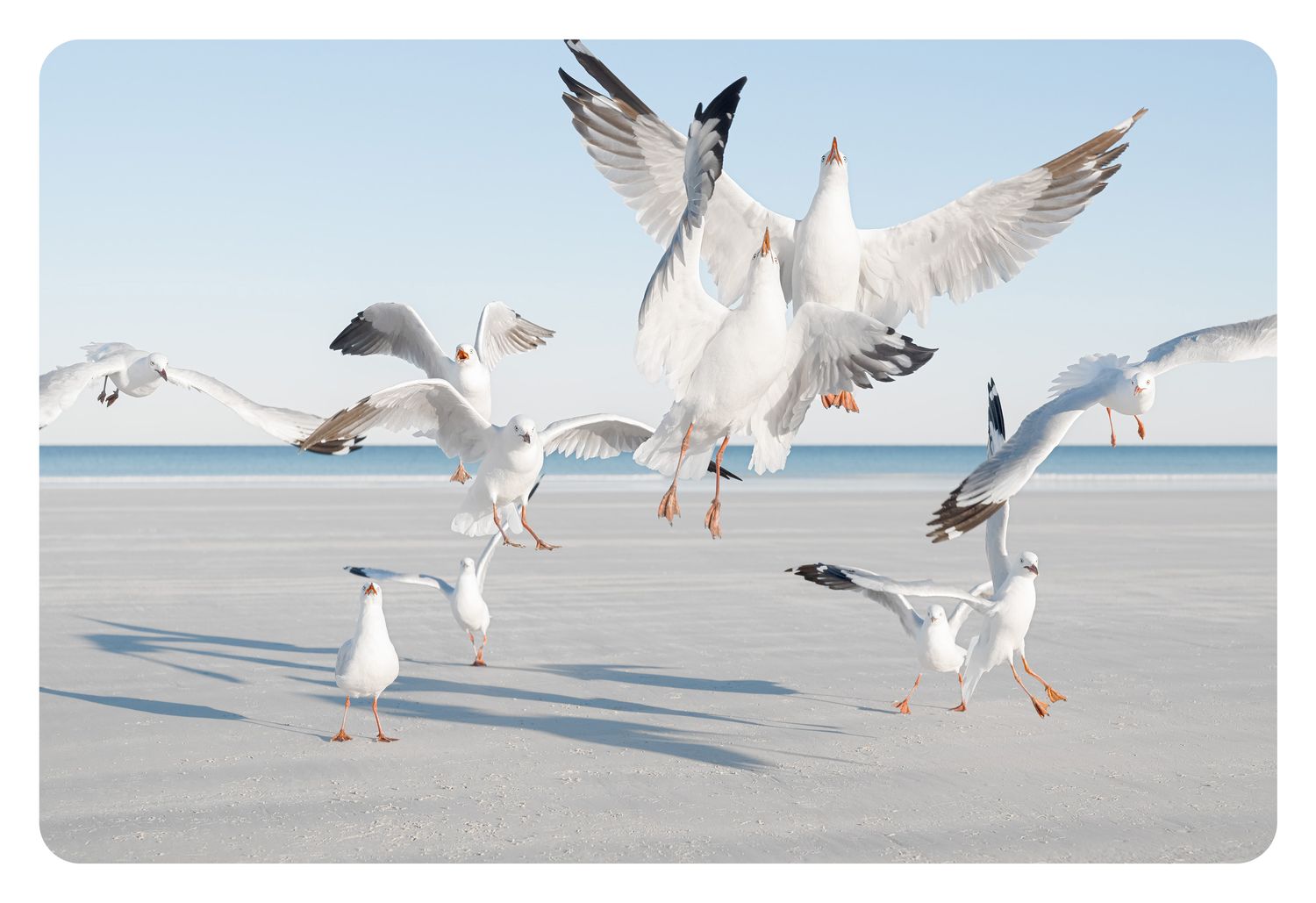 Flock of Seagulls