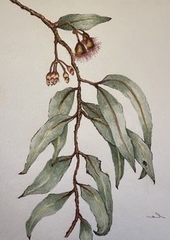 Eucalyptus Sideroxylon (Mugga Ironbark)