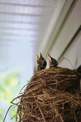 Birdfeeders & Birdhouses