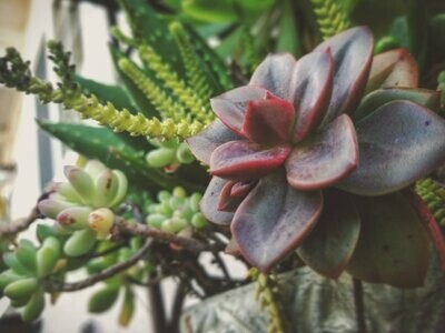 Plants
