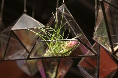 Terrariums