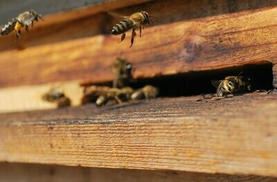 Honey, Pots & Bees