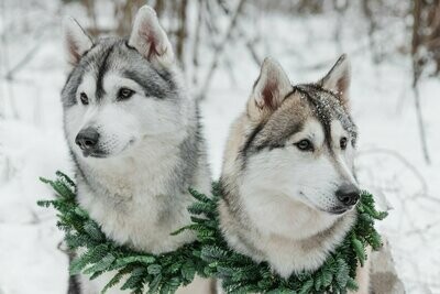 With Boughs of Holly (Wreaths & Floral)