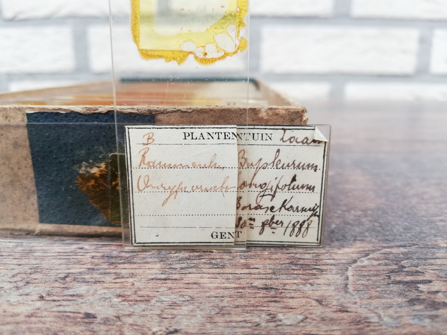 19e eeuwse preparaten 'plantentuin Gent'