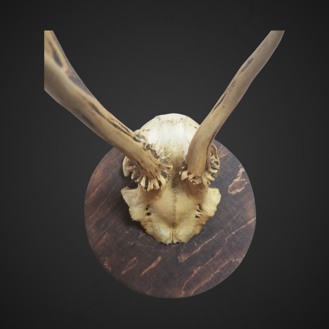 Gewei 11: 26cm