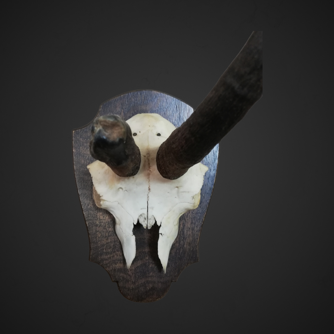 Gewei 33: 30cm gems hoorns