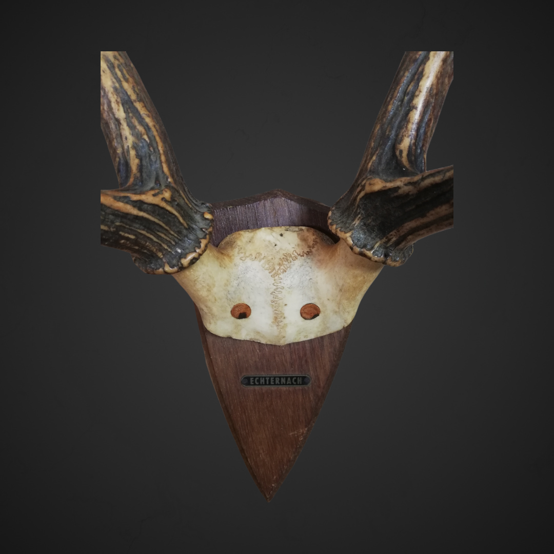 Gewei 35: 39cm rusa / sambar 