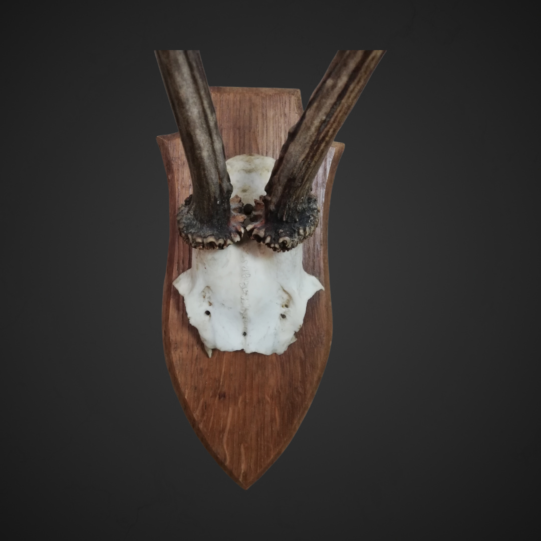 Gewei 43: 28cm